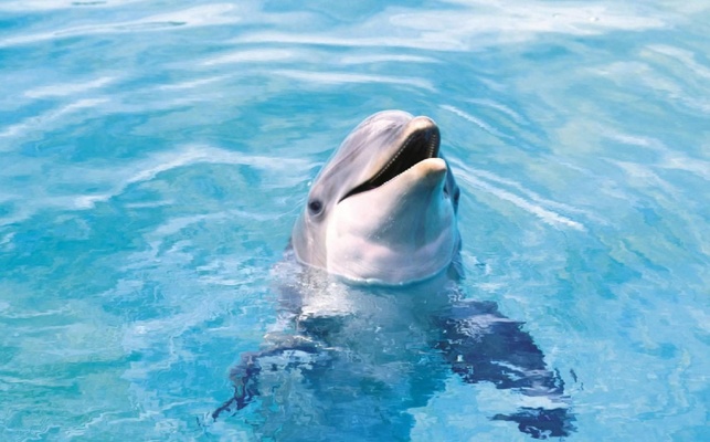 Happy Dolphins Screensaver screenshot 1
