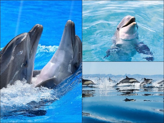 Happy Dolphins Screensaver screenshot 1
