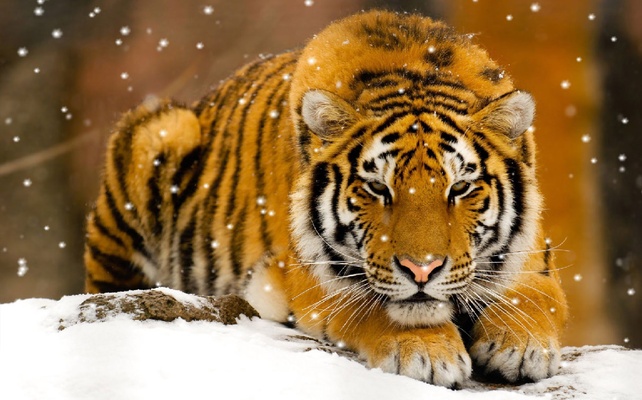 Wild Tigers Screensaver screenshot 1