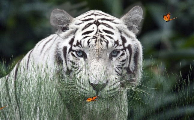Wild Tigers Screensaver screenshot 1