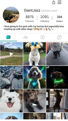 DogPack - Explore with the dog screenshot 1