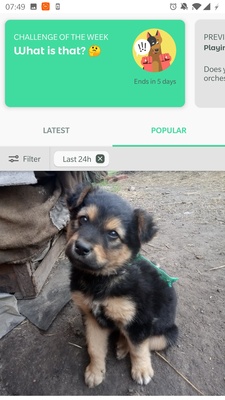 Dogo screenshot 1