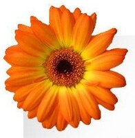 Artweaver icon