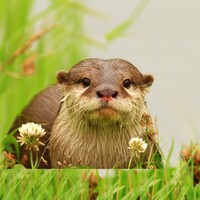 The Otter icon