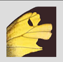 Zerene Stacker icon